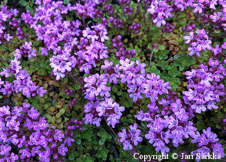 Thymus serpyllum 'Magic Carpet', kangasajuruoho